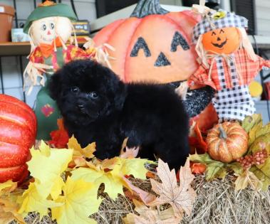 Male Solid Black Tiny Toy Poodle Puppy 