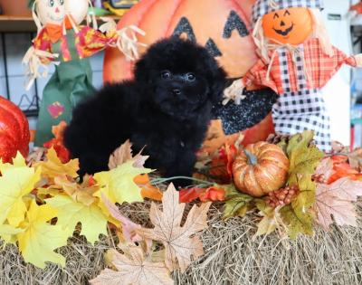 Male Solid Black Tiny Toy Poodle Puppy 
