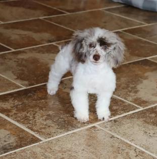 Female Chocolate Merle Toy Poodle 