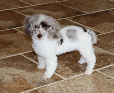 Female Chocolate Merle Toy Poodle 