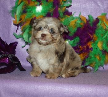 Merle Teacup Yorkie poo puppy 
