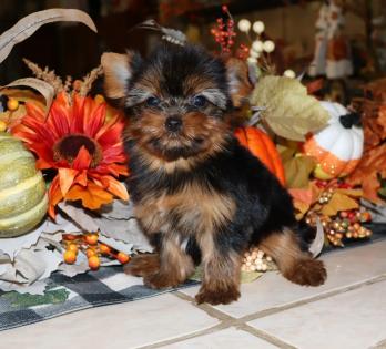 Female Black and Gold Yorkie 