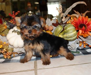 Female Black and Gold Yorkie 