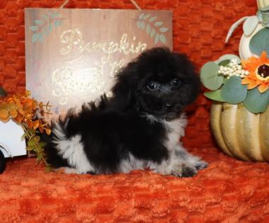 Male Black and White Parti Maltipoo 