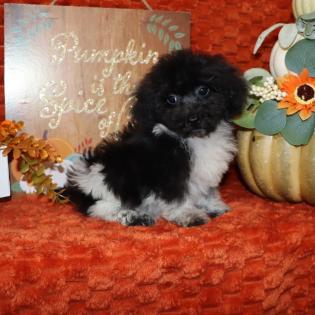 Male Black and White Parti Maltipoo 