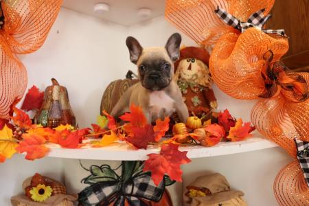 Male Blue Fawn French Bulldog 