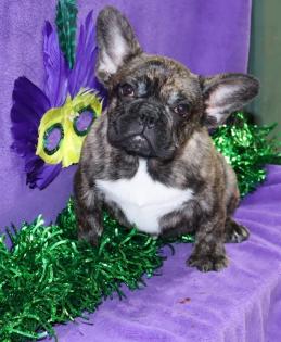 Male Chocolate Brindle French Bulldog 