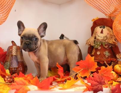 Male Blue Fawn French Bulldog Puppy 