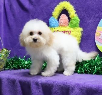 Male Apricot and White Parti Maltipoo 