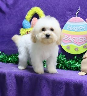 Male Apricot and White Parti Maltipoo 