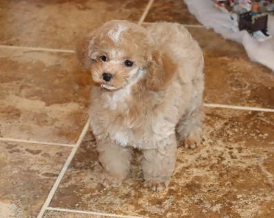 Male Hidden Merle with One Blue Eye Tiny Toy Poodle 