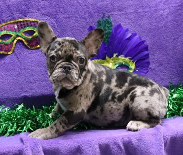 Female Blue Merle French Bulldog 