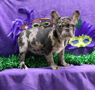 Female Blue Merle French Bulldog 