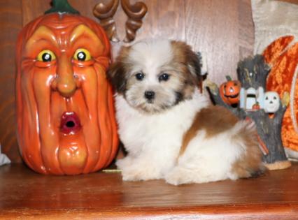 Male Red and White Parti Yorkiepoo 