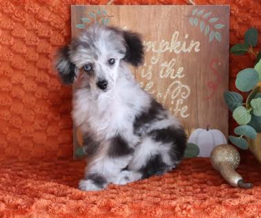Blue Merle Poodle Female Blue Merle Poodle