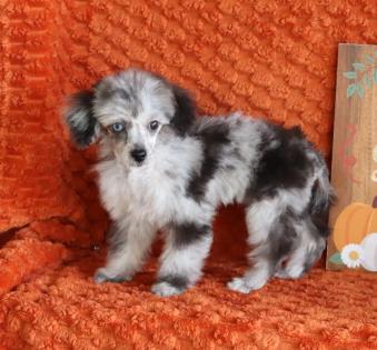 Blue Merle Poodle Female Blue Merle Poodle