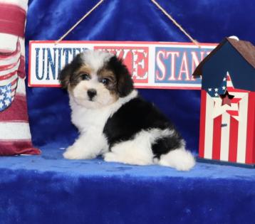 Female Black White and Gold Yorkipoo 