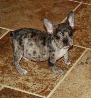 French Bulldog puppies, Merle French Bulldogs for sale