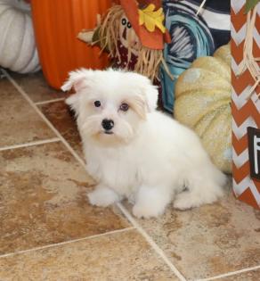 Female Blueberry Merle Yorkiepoo 