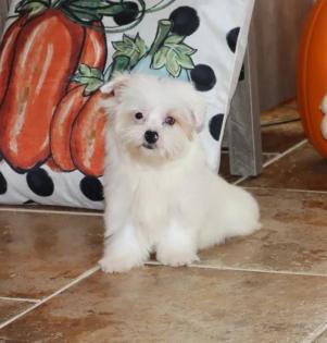 Female Blueberry Merle Yorkiepoo 
