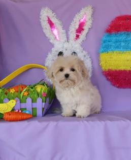 Male Cream T-Cup Maltipoo 