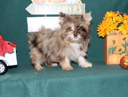 Female Chocolate Merle Tiny Teacup Yorkie Puppy  