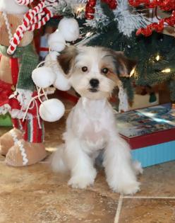 Male White and Tan Parti Yorkipoo 