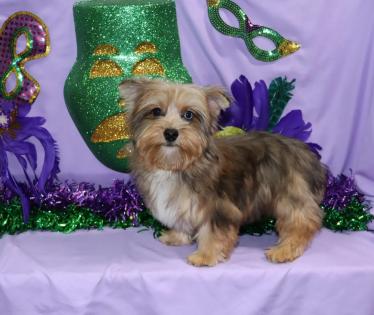  Female Beautiful Chocolate Merle Yorkie 