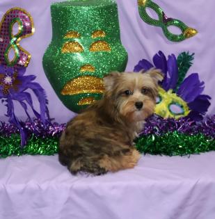  Female Beautiful Chocolate Merle Yorkie 