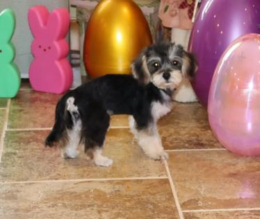 Female Black and Tan Yorkipoo 