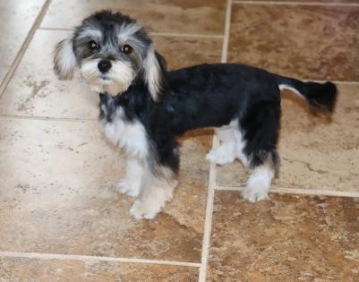 Female Black and Tan Yorkipoo 